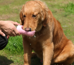 Charger l'image dans la galerie, Bouteille d'eau portable - Rose